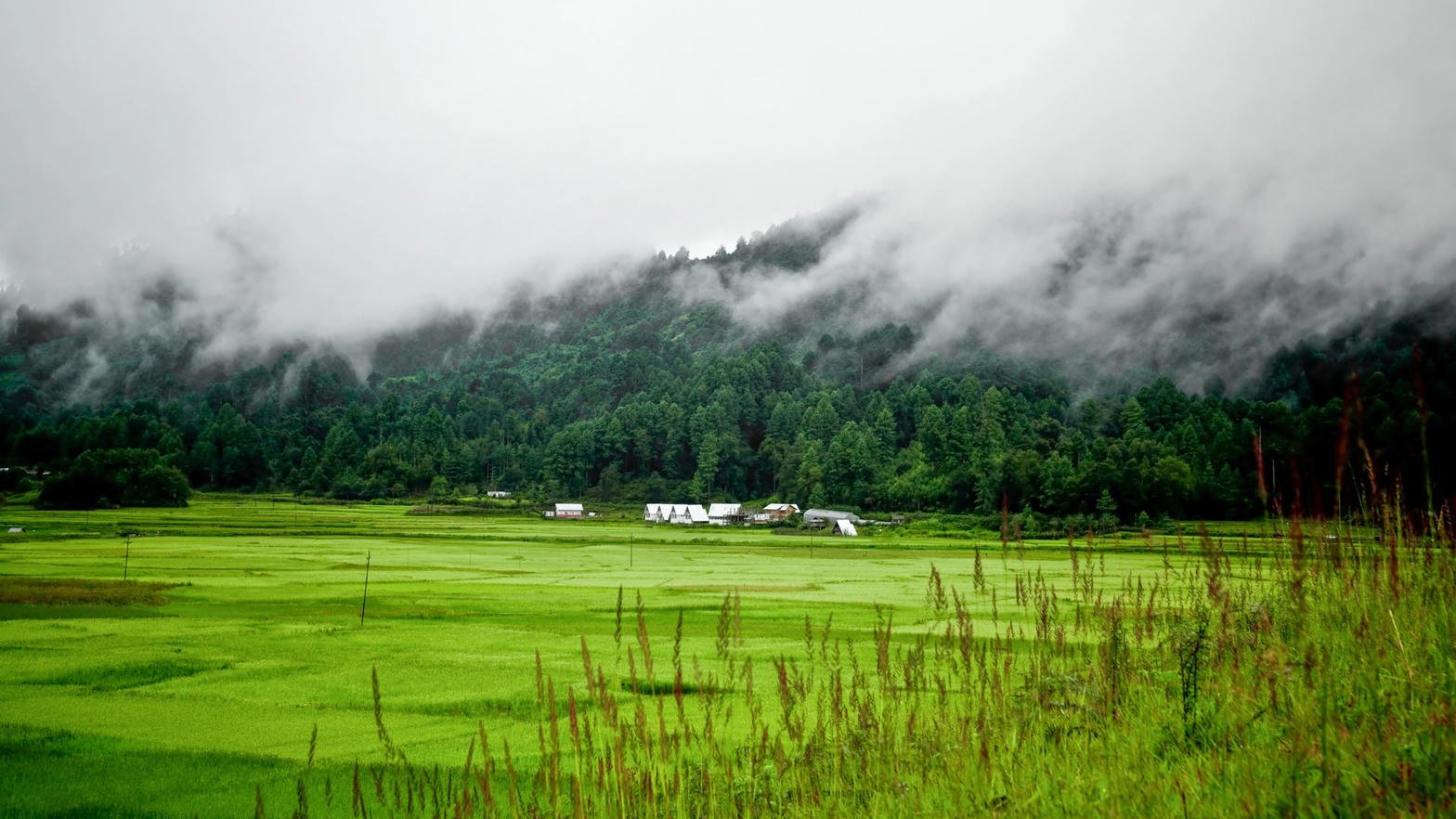 Mist over Ziro pine and paddy