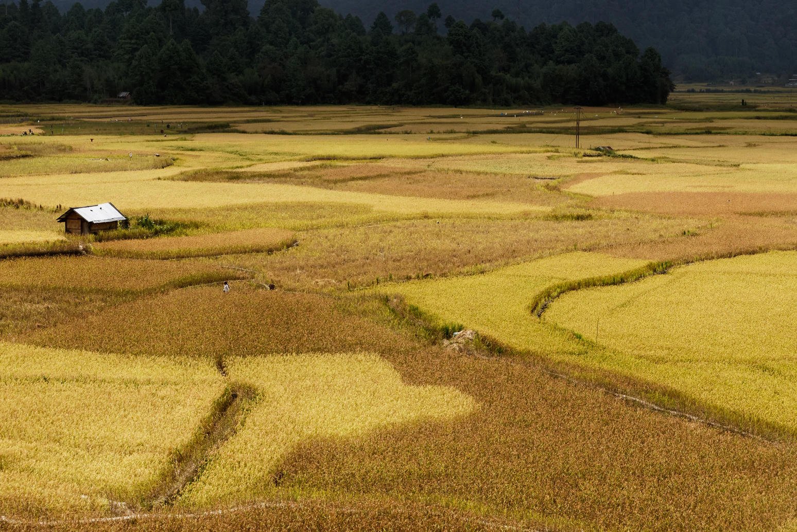 Ziro Valley