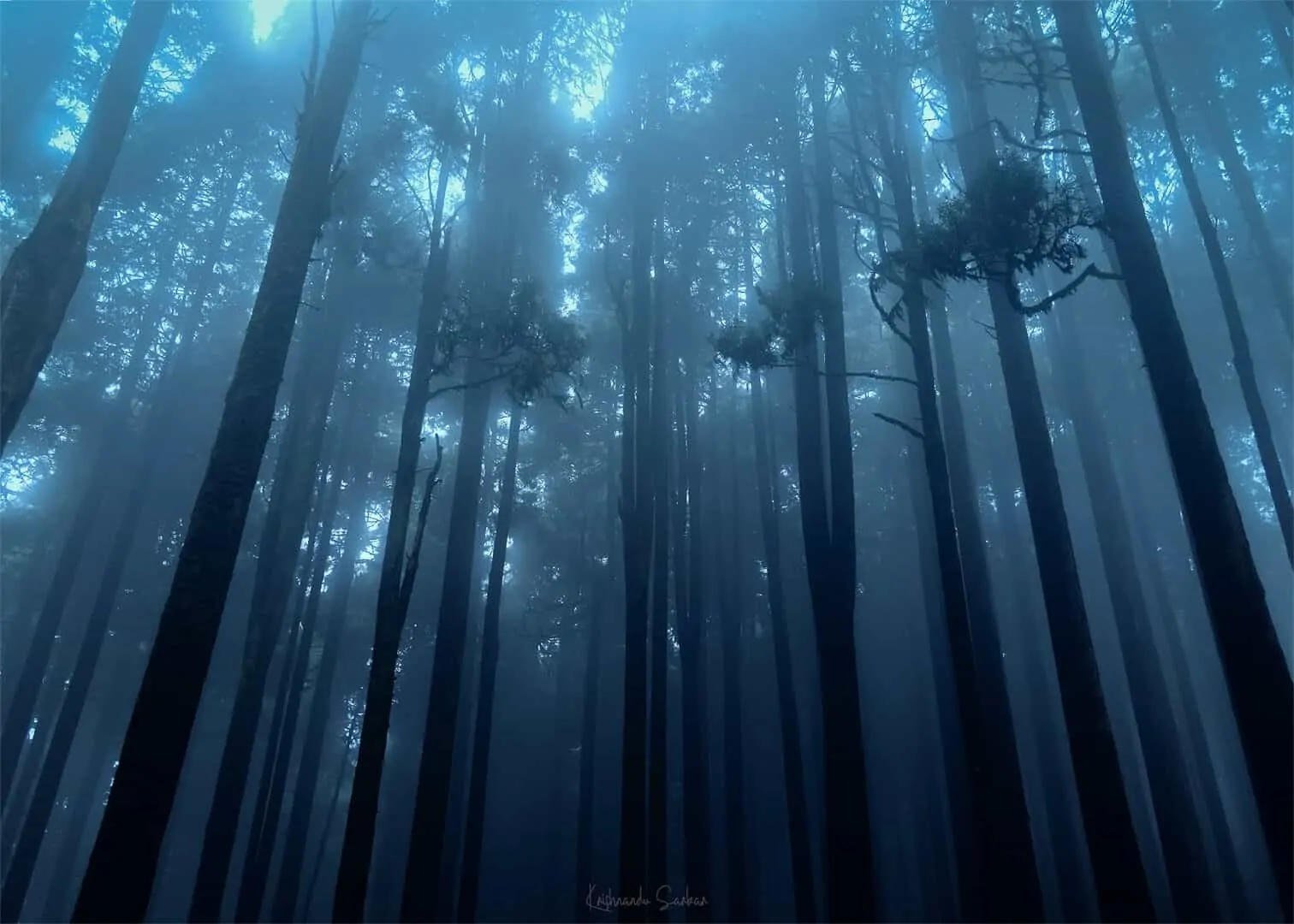 Forest in the same hills