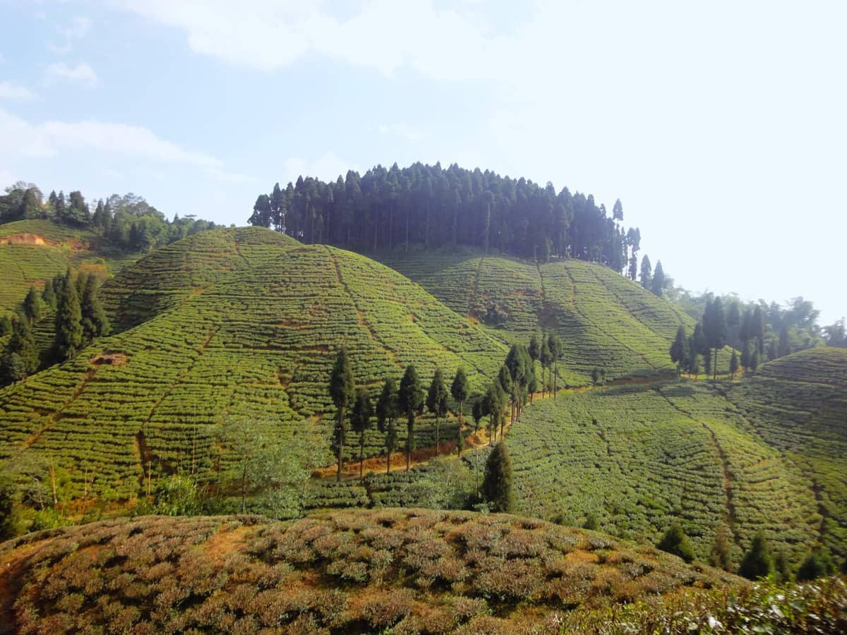 Takdah Tea Estate