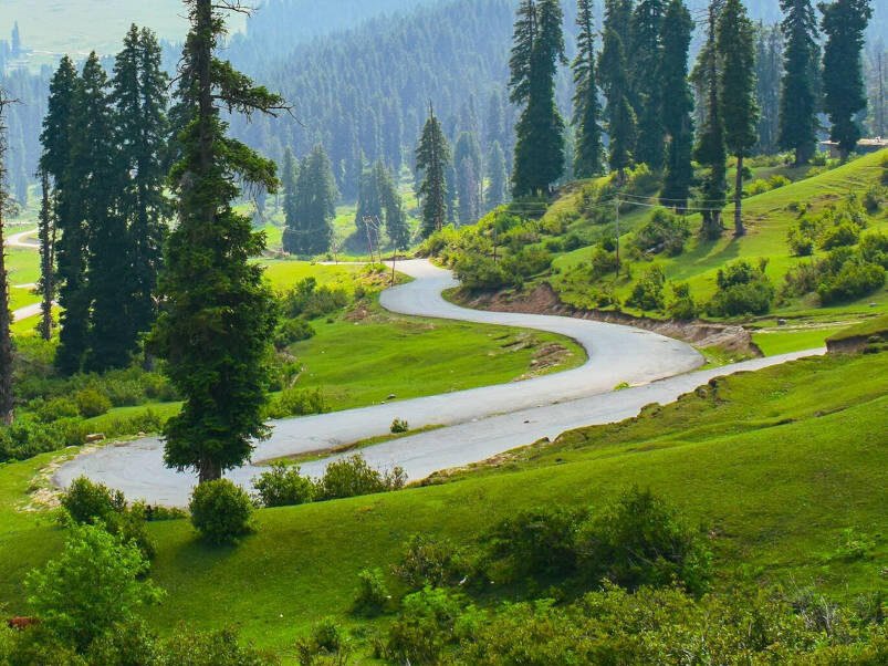 Pine forest edge at Doodhpathri