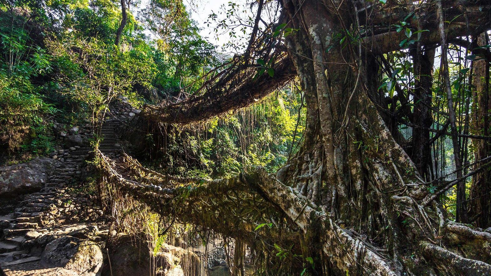 Double decker living root bridge