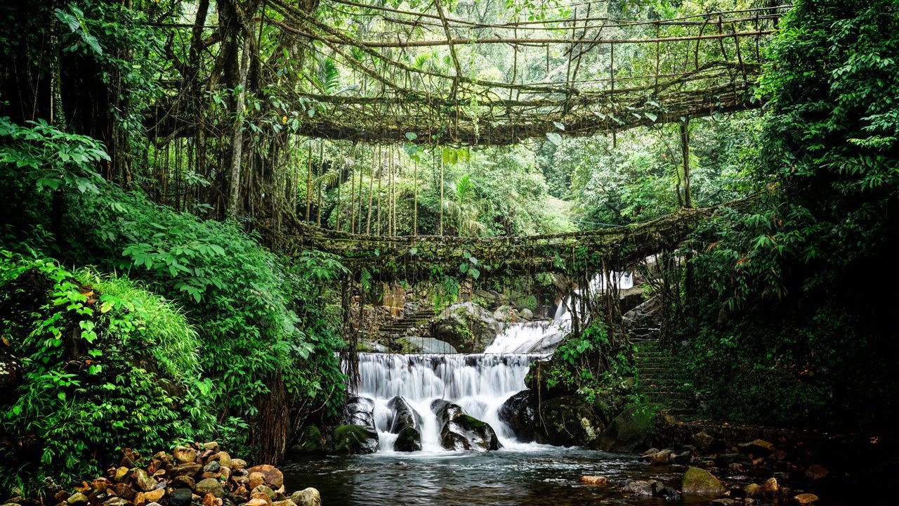 Living Root Bridge