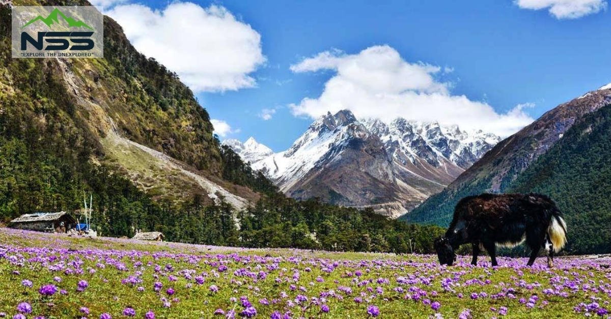 Yumthang Valley flowers