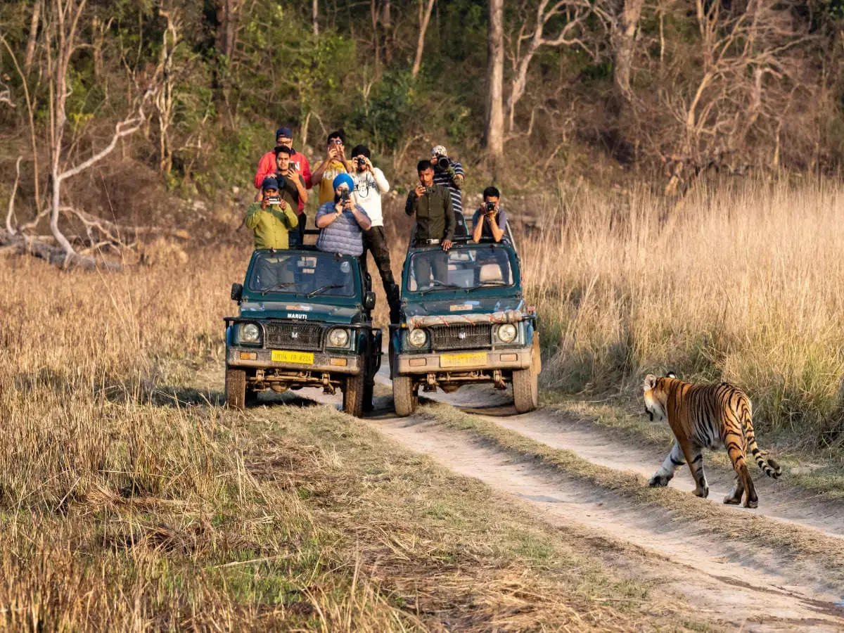 Safari jeeps in Corbett